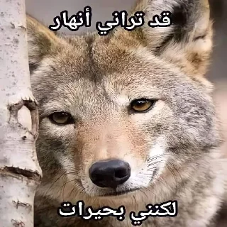 Video sticker 🥺 خرة بيكم