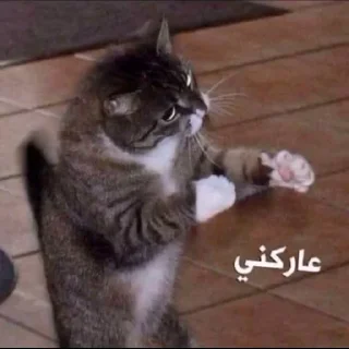 Telegram stiker 👊 خرة بيكم