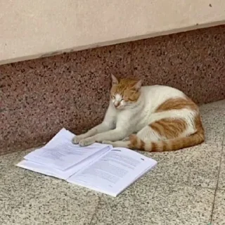 Telegram stiker 🐱 خرة بيكم