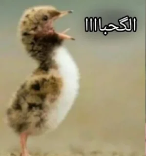 Video sticker 🥲 🤦🏻‍♀️🤦🏻‍♀️