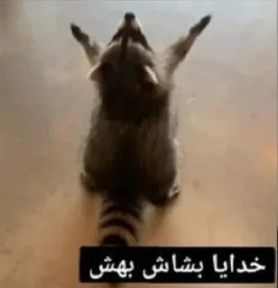Video sticker 🥲 🤦🏻‍♀️🤦🏻‍♀️