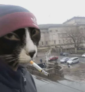 Telegram sticker ⭐️ @mhamedh5 cats