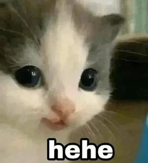 Telegram sticker 😂 blurr