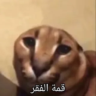 Telegram sticker ☹️ Lobnani
