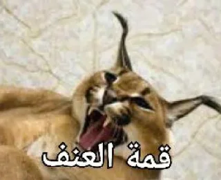 Telegram sticker 😾 Lobnani