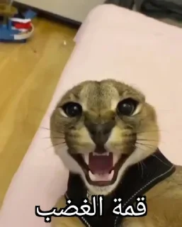 Telegram sticker 😾 Lobnani