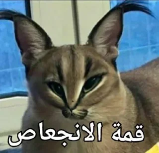 Video sticker 😿 Lobnani