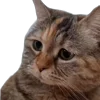 Video sticker 😨 SAKURA PUBG | @sak...