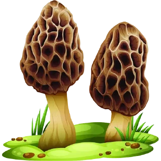 Video sticker 🍄 Mushrooms ਖੁੰਬਾਂ @PunjabiSticker