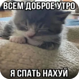 Telegram sticker 🐱 Олины наклейки