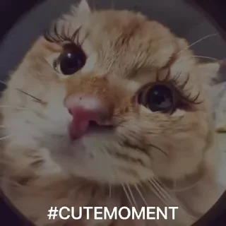 Video sticker ❤️ Олины наклейки