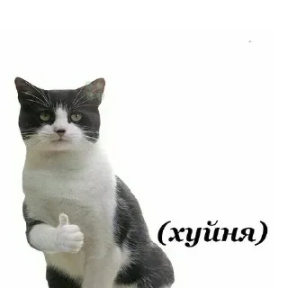 Video sticker 👍 Олины наклейки