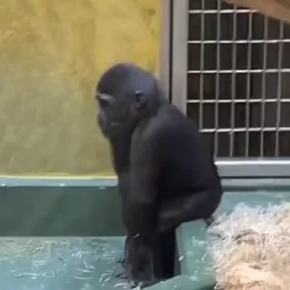 Video sticker 🐒 @sembangsantai0