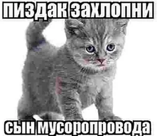 Video sticker 🌟 memes :: @fStikBot