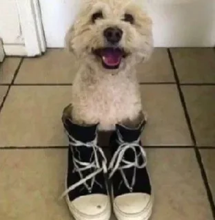 Telegram sticker 😆 LSSPFMH @TgEmodziBot