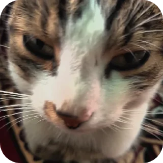 Sticker 🐱 Кузя самый лучший кот еблан💙
