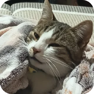 Telegram stiker 🐱 Кузя самый лучший кот еблан💙