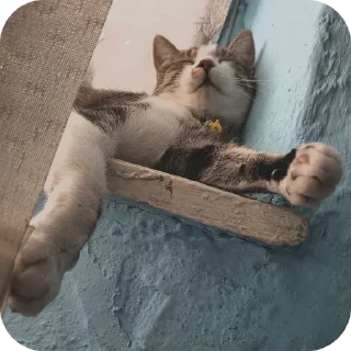 Telegram stiker 🐱 Кузя самый лучший кот еблан💙