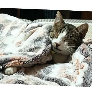 Telegram stiker 🐱 Кузя самый лучший кот еблан💙