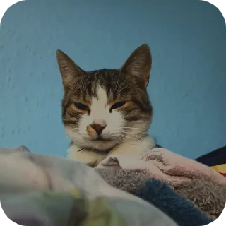 Video sticker 🐱 Кузя самый лучший кот еблан💙