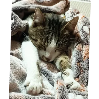 Telegram stiker 🐱 Кузя самый лучший кот еблан💙
