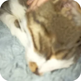 Telegram stiker 🐱 Кузя самый лучший кот еблан💙