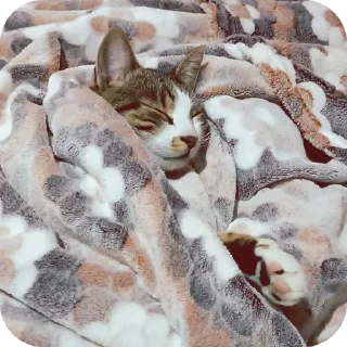 Telegram stiker 🔳 Кузя самый лучший кот еблан💙
