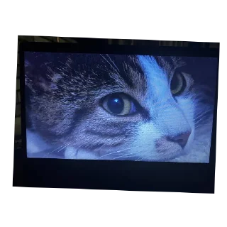 Video sticker 🐱 Кузя самый лучший кот еблан💙