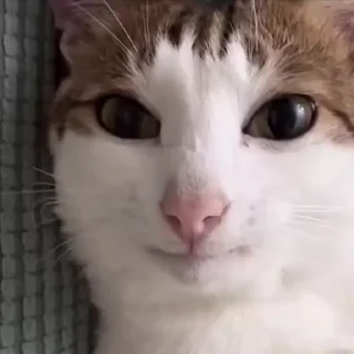 Video sticker 😏 Кітики