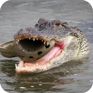 Video sticker 🐊 Крокобулки :: @fStikBot