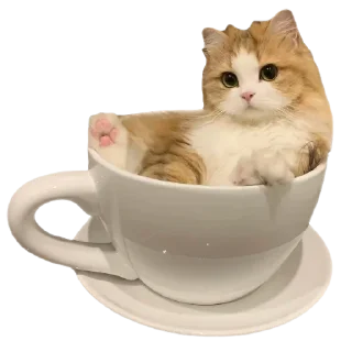 Video sticker 🐱 - ૮❨ 𖧁୧ ׅ ⲙꪱyu ֹ 🎀 ✩ cats kawai -