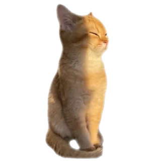 Telegram stiker 👍 - ૮❨ 𖧁୧ ׅ ⲙꪱyu ֹ 🎀 ✩ cats kawai -