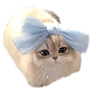 Video sticker 🐱 - ૮❨ 𖧁୧ ׅ ⲙꪱyu ֹ 🎀 ✩ cats kawai -