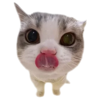 Telegram stiker 🐱 - ૮❨ 𖧁୧ ׅ ⲙꪱyu ֹ 🎀 ✩ cats kawai -