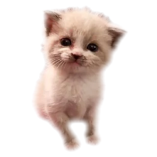 Telegram stiker 🥰 - ૮❨ 𖧁୧ ׅ ⲙꪱyu ֹ 🎀 ✩ cats kawai -