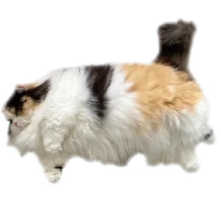 Telegram stiker 🐱 - ૮❨ 𖧁୧ ׅ ⲙꪱyu ֹ 🎀 ✩ cats kawai -