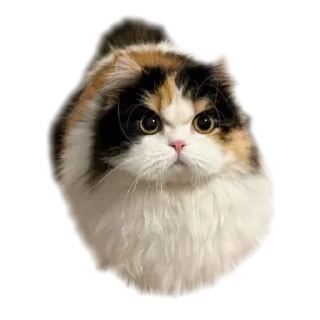 Telegram stiker 🐱 - ૮❨ 𖧁୧ ׅ ⲙꪱyu ֹ 🎀 ✩ cats kawai -