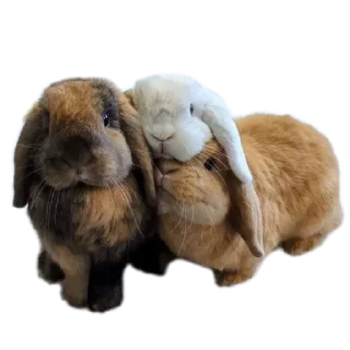 Telegram sticker 🐰 Amazing sticker set