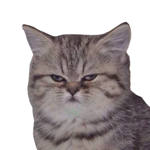 Telegram sticker 😡 Memes by @fuckingenglish