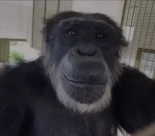 Telegram sticker 🐜 ៹ ʟᴜɪ's Sticker Pack (@Dazai_ProRobot)