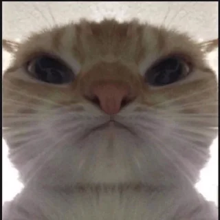 Telegram sticker 🙁 Delta Force Cat Meme