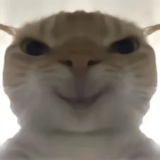 Video sticker 😈 Delta Force Cat Meme