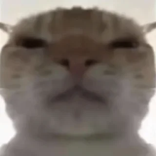 Video sticker 😐 Delta Force Cat Meme