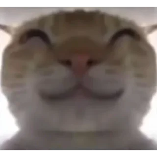 Telegram sticker 😊 Delta Force Cat Meme