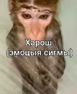 Video sticker ❤️ Обизяны GIF • @TgStickery