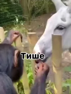 Video sticker 🌟 Обизяны GIF • @TgStickery