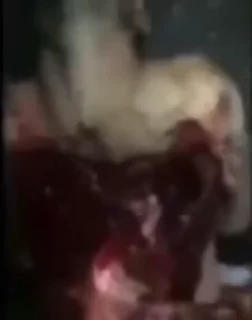 Video sticker 🧈 Шиза Деда 2.1 @ca8d8ss