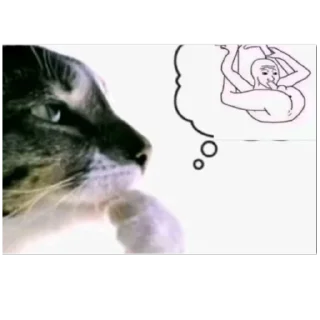 Video sticker 🌟 Pepepep :: @fStikBot