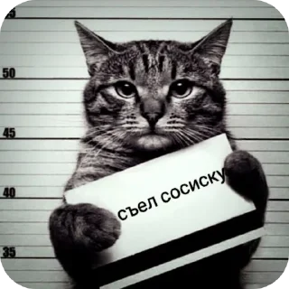 Телеграм стикер 🐱 Брбр