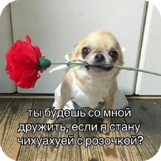 Video sticker 🐶 Брбр